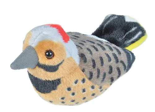 Audubon Northern Flicker
