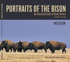 Portraits of the Bison
