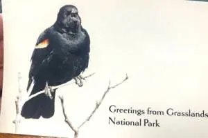 Red-winged Blackbird Greetings Postcard Robert Postma