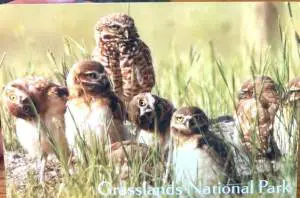 Burrowing Owl Postcard Robert Postma