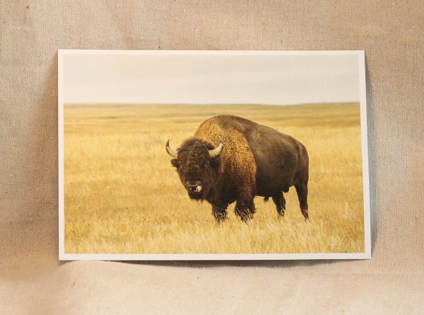 GNP Bison Postcard