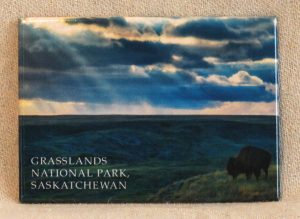 Robert Postma Magnet Bison in Grasslands National Park