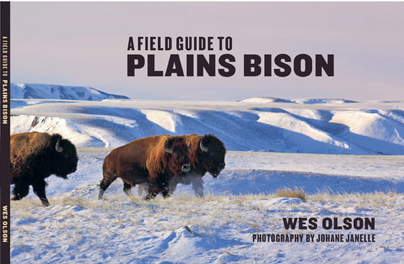 Field Guide to Plains Bison
