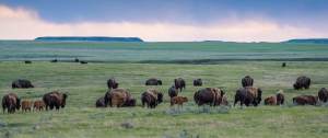 Bison Family in Grasslands National Park Greeting Card - Photo by James R Page