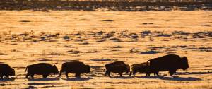 Bison on the Move in Grasslands National Park Greeting Card - Photo by James R Page
