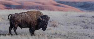 Lone Bison in Grasslands National Park Greeting Card - Photo by James R Page