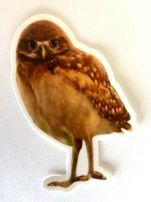 Burrowing Owl Sticker by Robert Postma