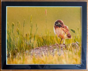 A New Day - Burrowing Owl Matted Print - Robert Postma