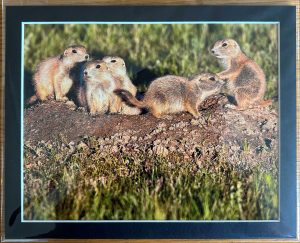 Gophers on a Mound Matted Print - Robert Postma