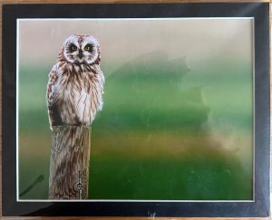 Short-Eared Owl Matted Print - Robert Postma