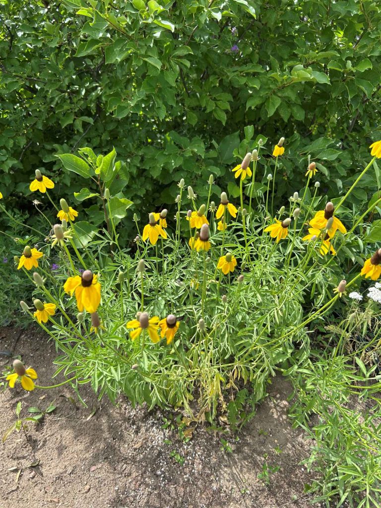 Prairie Coneflower